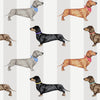 Dachshund wallpaper with hand-painted sausage dogs in colourful collars on a natural grey stripe background