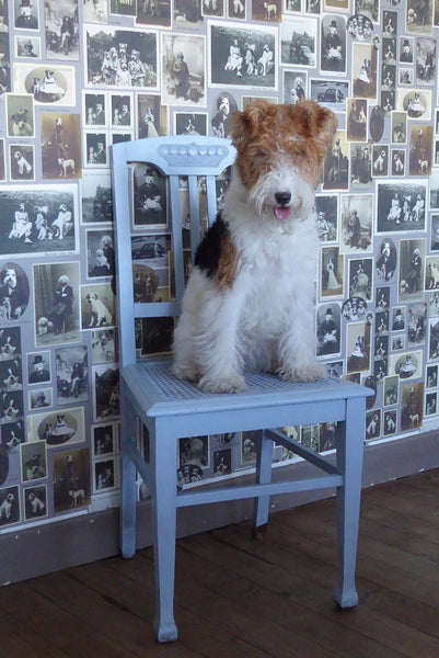 Jolly Boy Wallpaper French Grey